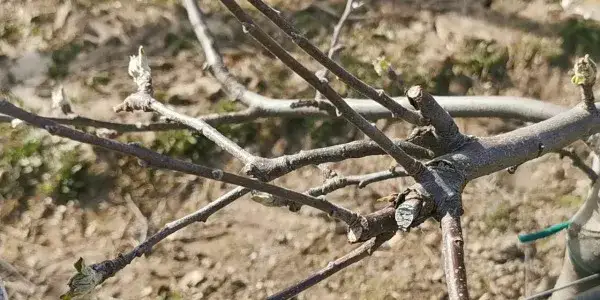 Cięcie jabłoni – jak przycinać jabłonie z rysunkami krok po kroku