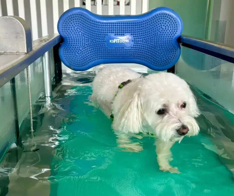 Ile zarabia fizjoterapeuta zwierząt? Sprawdź, co wpływa na wynagrodzenie