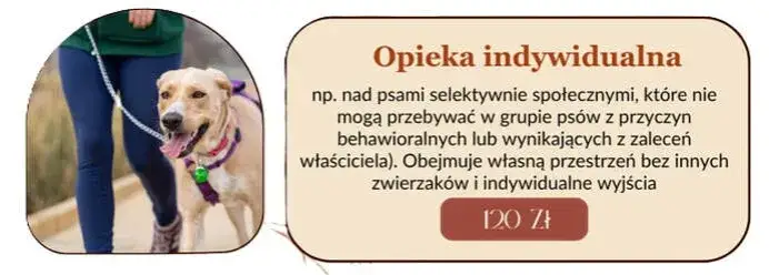 Ile kosztuje psi hotel? Ceny, które mogą cię zaskoczyć