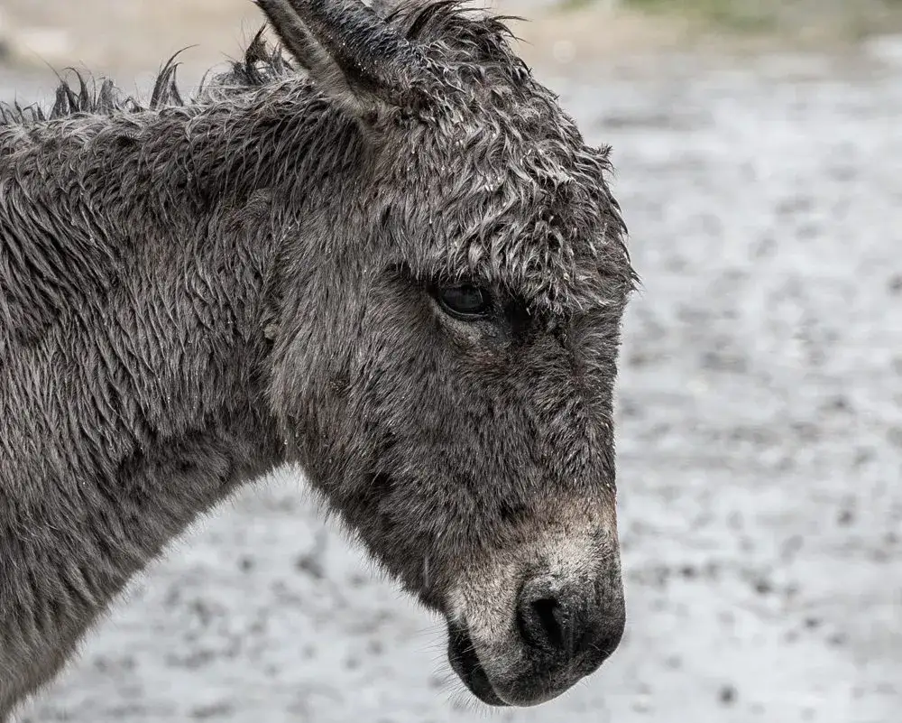 Osiołkowi w żłoby dano wiersz - zrozumienie moralnych lekcji