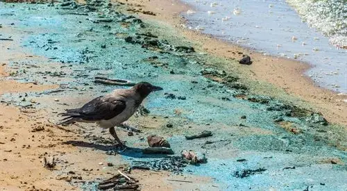 Bezpieczna kąpiel w Bałtyku? Kiedy można, a kiedy nie wolno?