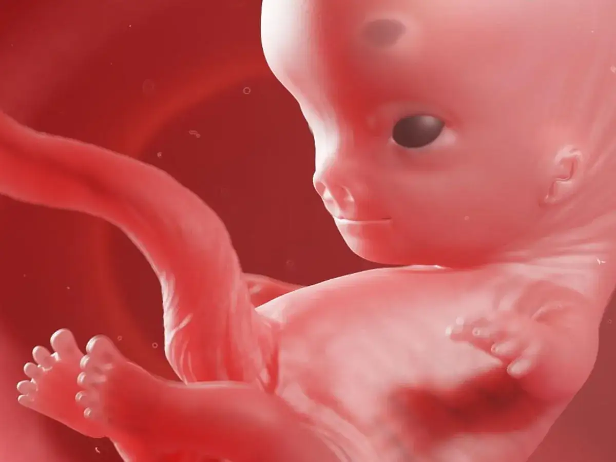 Rozwój płodu w 9 tygodniu ciąży. Widoczny jest ludzki zarodek z wykształconymi palcami u rąk i nóg, gotowy do dalszego wzrostu.