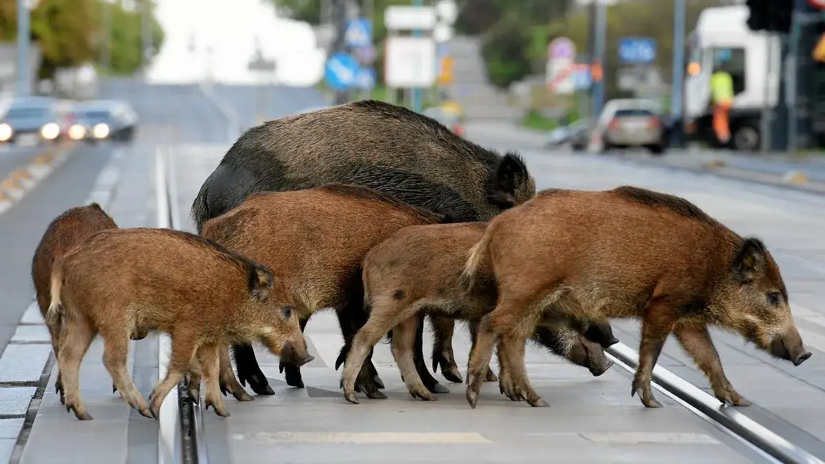 Co robić, gdy dziki na osiedlu zagrażają bezpieczeństwu mieszkańców?