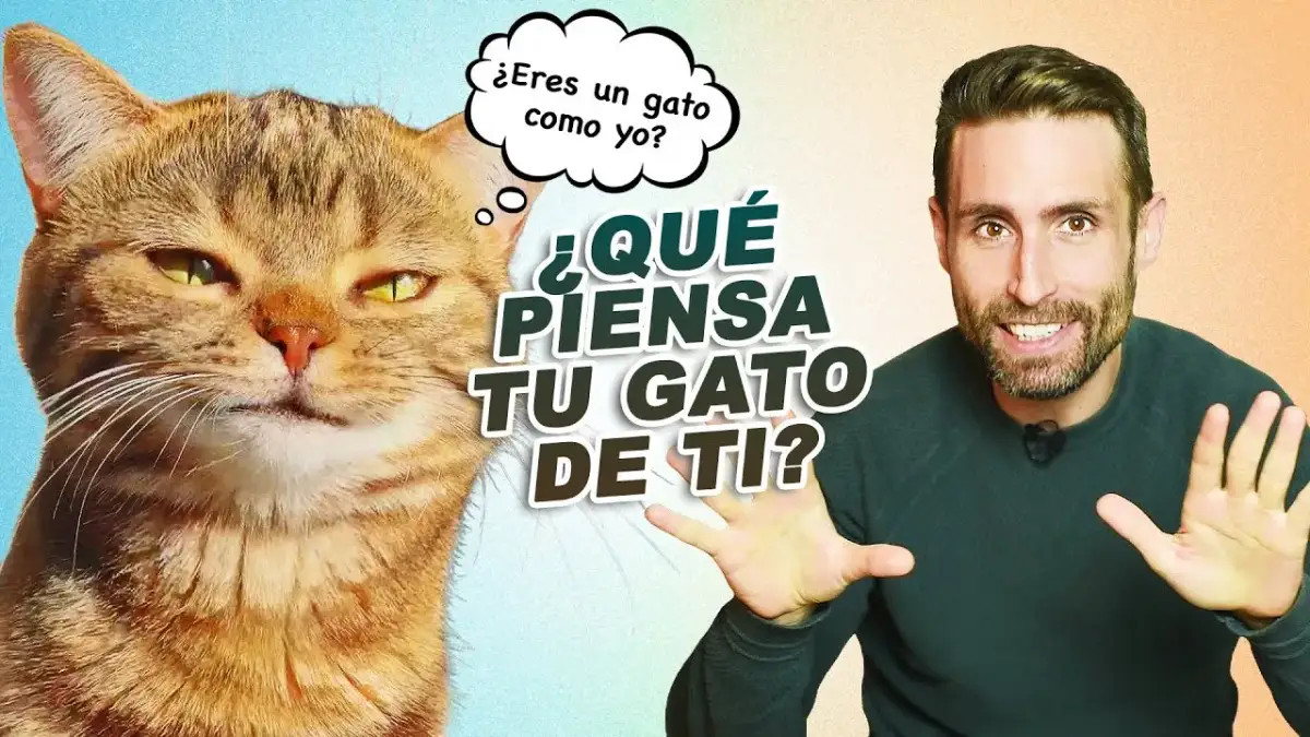 Qué piensan los gatos sobre nosotros y su relación con los humanos