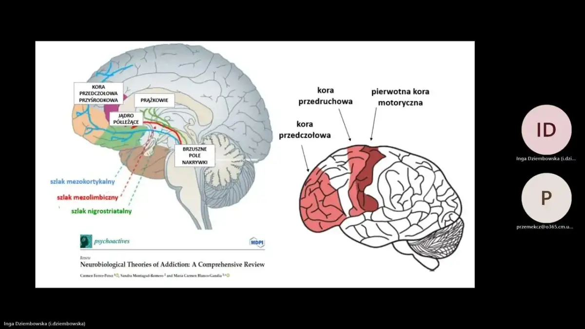 Mechanizm uzależnień: Jak mózg wpada w pułapkę przymusu?
