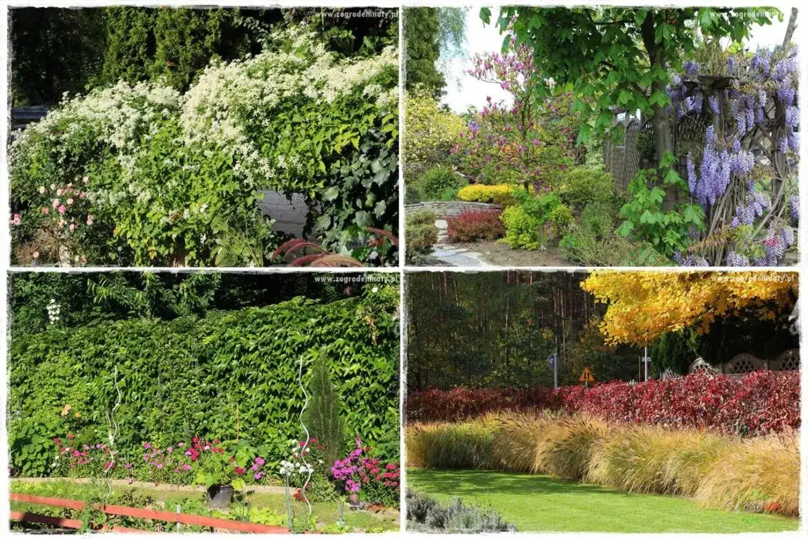 Żywopłot marzeń? Wybierz rośliny idealne do Twojego płotu!