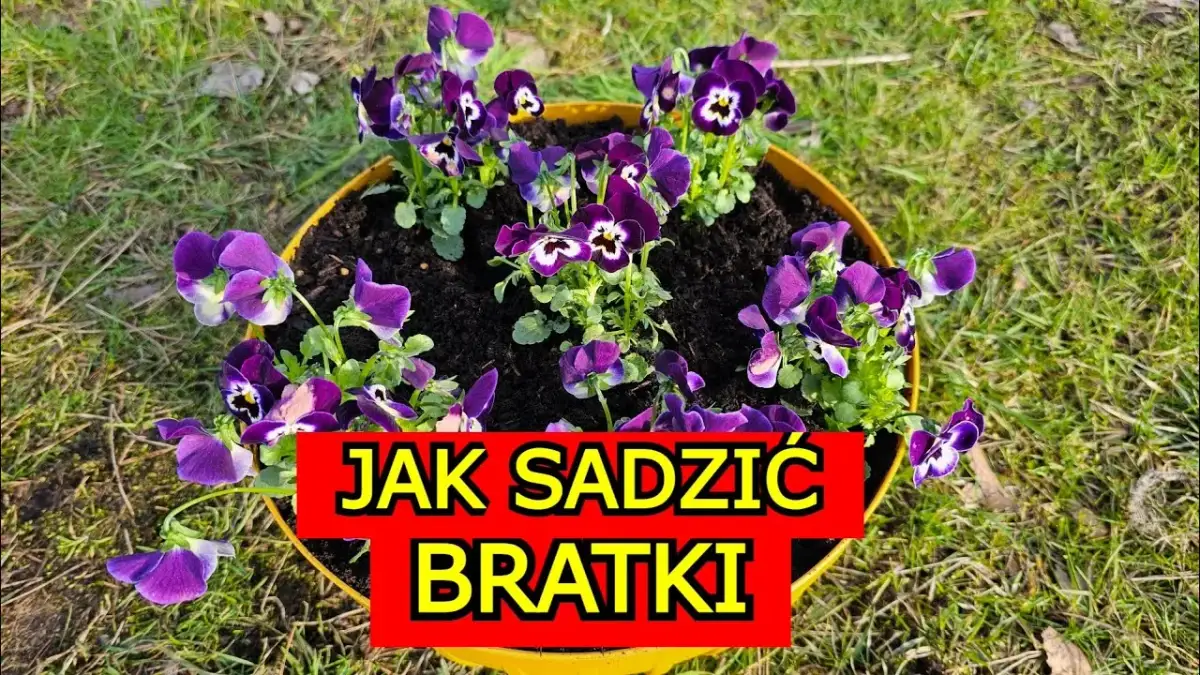 Jak uprawiać bratki: proste sposoby na piękne i zdrowe kwiaty