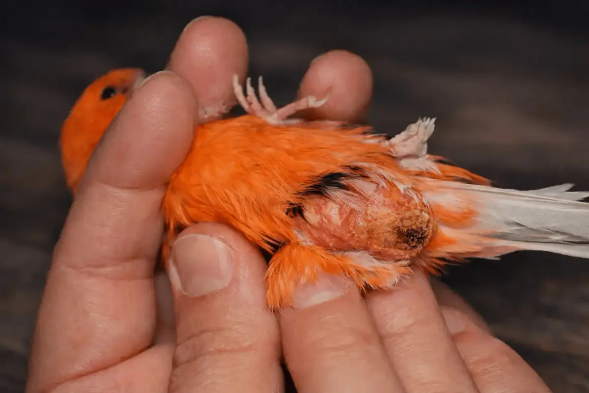Pomarańczowy kanarek trzymany w dłoniach, z widoczną zmianą skórną w okolicy kupra.