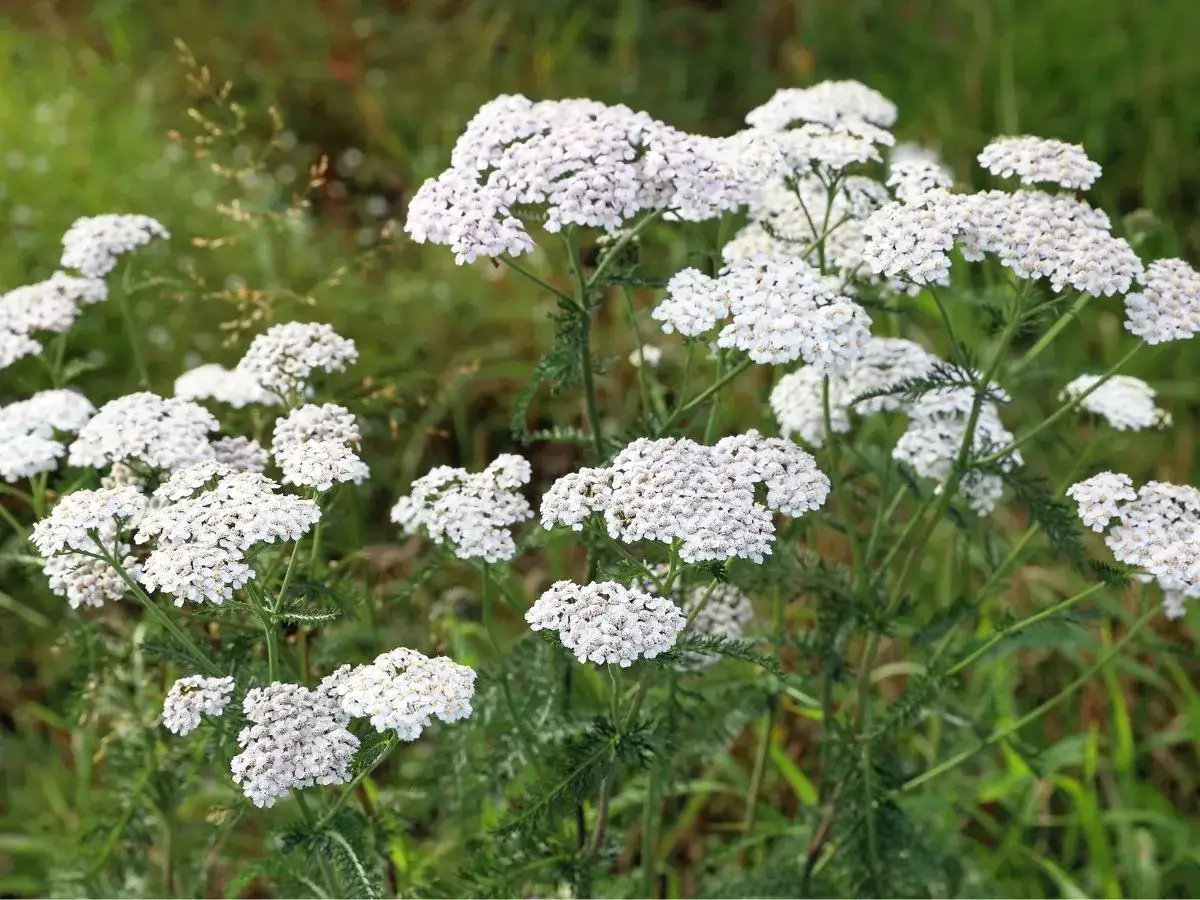 Chwast z rodziny selerowatych: jak je rozpoznać i unikać zagrożeń