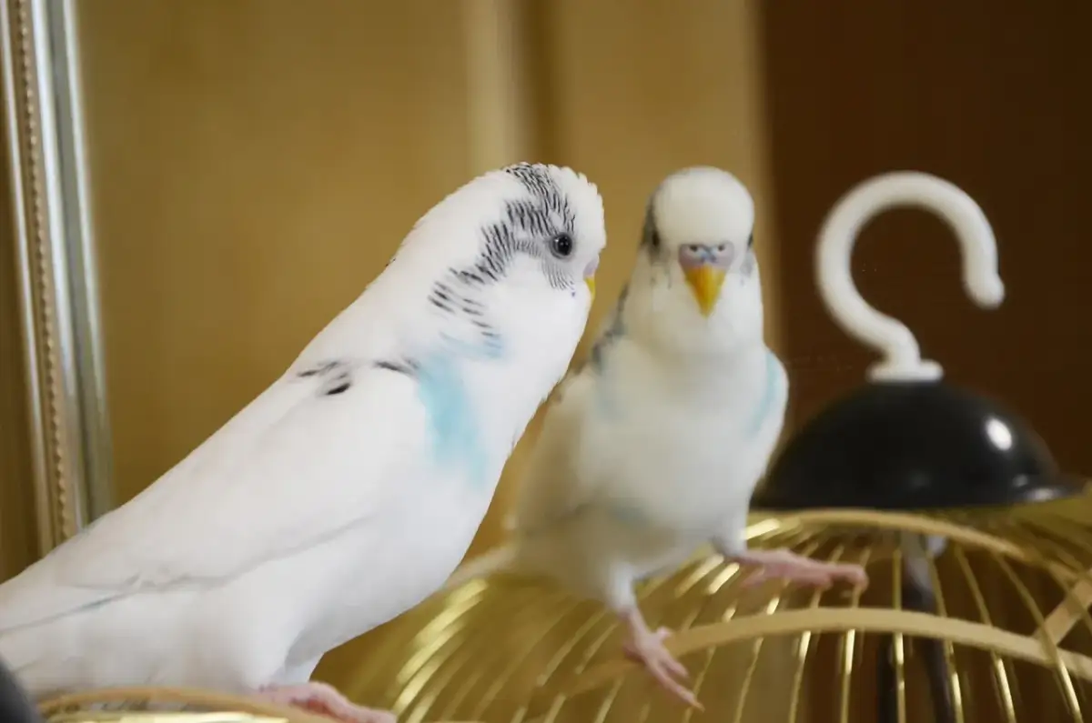 Jak długo żyją papugi faliste? Przedłuż życie swojego ptaka!