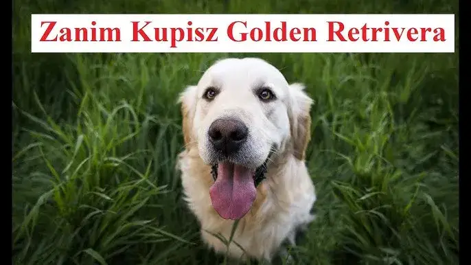 Golden retriever: czy to pies dla Ciebie? Sprawdź zanim kupisz!