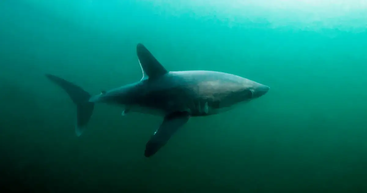 Czy rekiny są w Bałtyku? Odkryj niegroźne gatunki w morzu