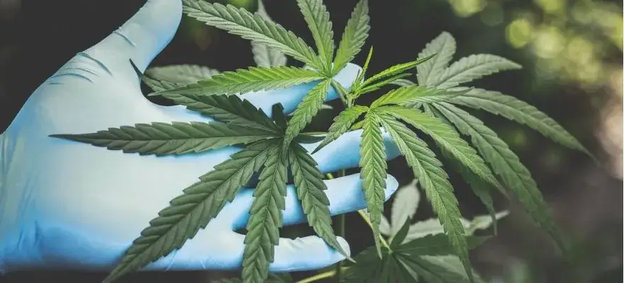 Czy THC leczy? Poznaj skuteczność i właściwości terapeutyczne