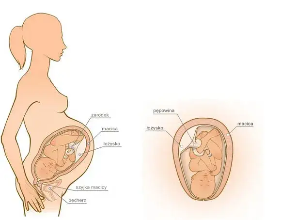 Długość ciąży: 40 tygodni? Zrozum terminy i obliczenia