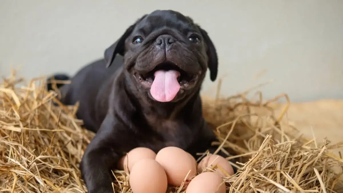 Jajko dla psa surowe czy gotowane – co jest zdrowsze i bezpieczniejsze?