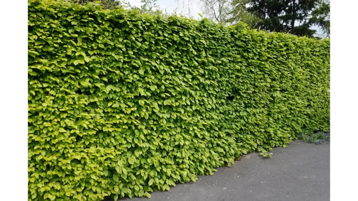 Jakie drzewka przy ogrodzeniu zapewnią prywatność i estetykę?