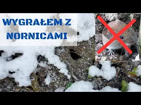 Jak pozbyć się nornic z ogrodu: 5 skutecznych i bezpiecznych metod