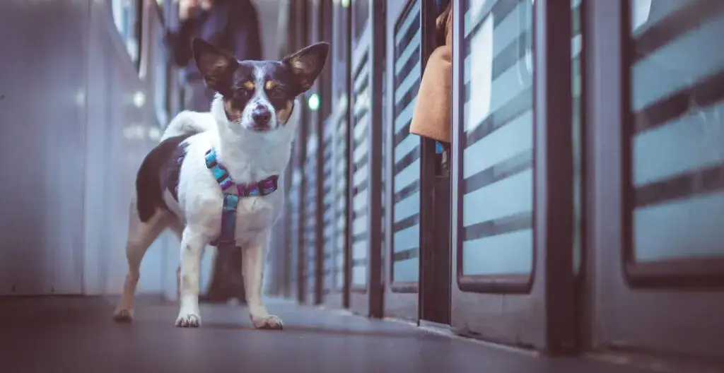 Jak zrobić paszport dla psa bez problemów – krok po kroku i wymagania