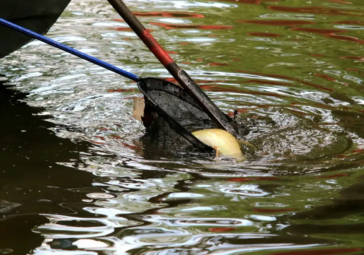 Sezon na szczupaka od kiedy do kiedy - uniknij kłopotów z przepisami