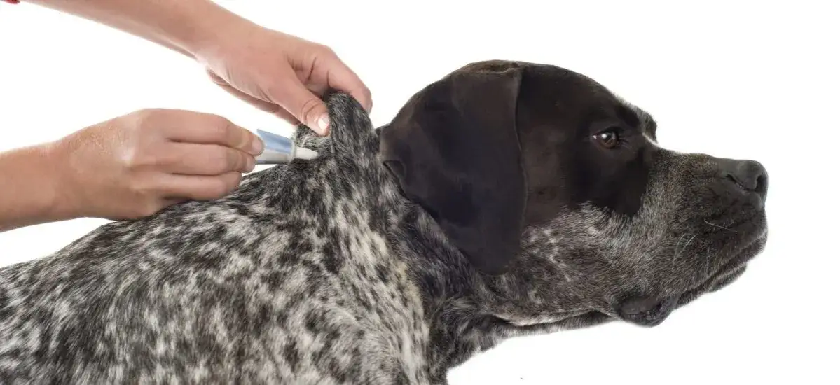 Cómo matar las garrapatas de mi perro y proteger su salud eficazmente