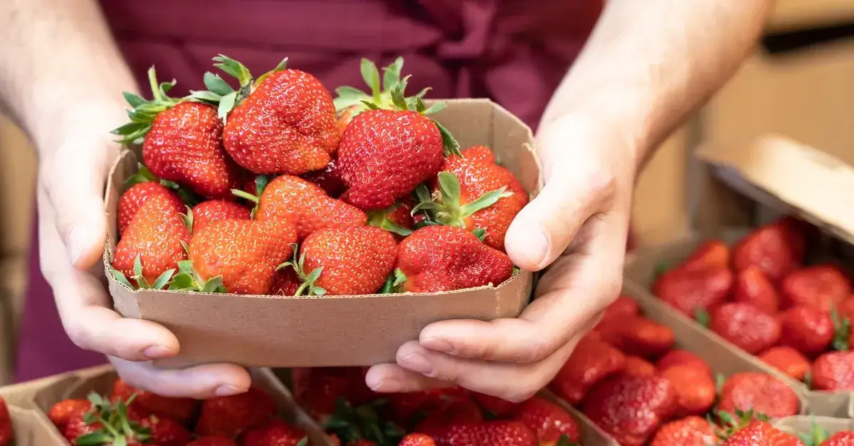Do kiedy sezon na truskawki? Sprawdź, kiedy stracisz świeże owoce