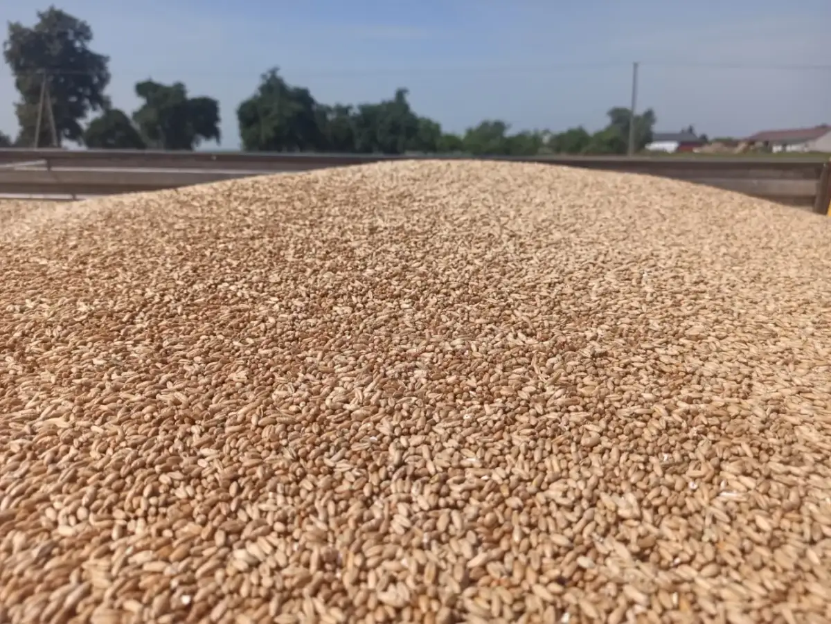 Ile kosztuje tona zboża z Ukrainy? Ceny, które mogą zaskoczyć