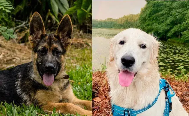 Labrador czy owczarek niemiecki: który pies lepiej pasuje do Ciebie?