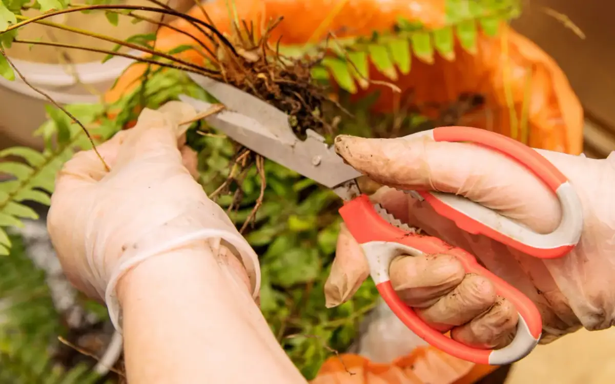 Paprocie ogrodowe: kiedy przycinać, aby uniknąć błędów w pielęgnacji