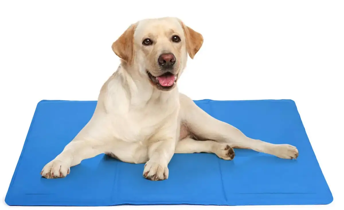 Szczęśliwy pies leży na niebieskiej macie chłodzącej, która działa, pochłaniając ciepło ciała.