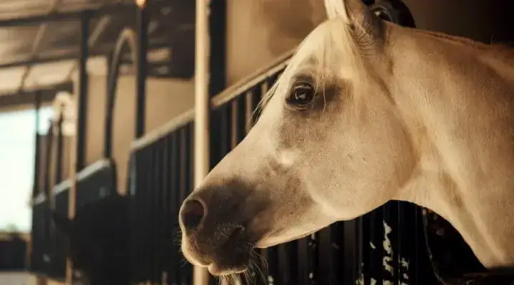 Kiedy jest Dzień Koni? Poznaj datę i znaczenie tego święta