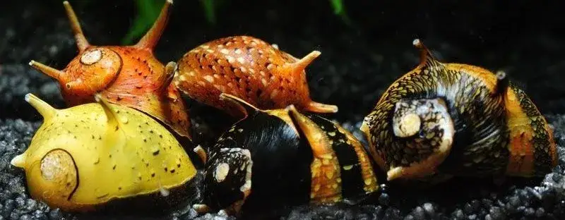 Jakie ślimaki do akwarium wybrać, by uniknąć problemów z glonami?