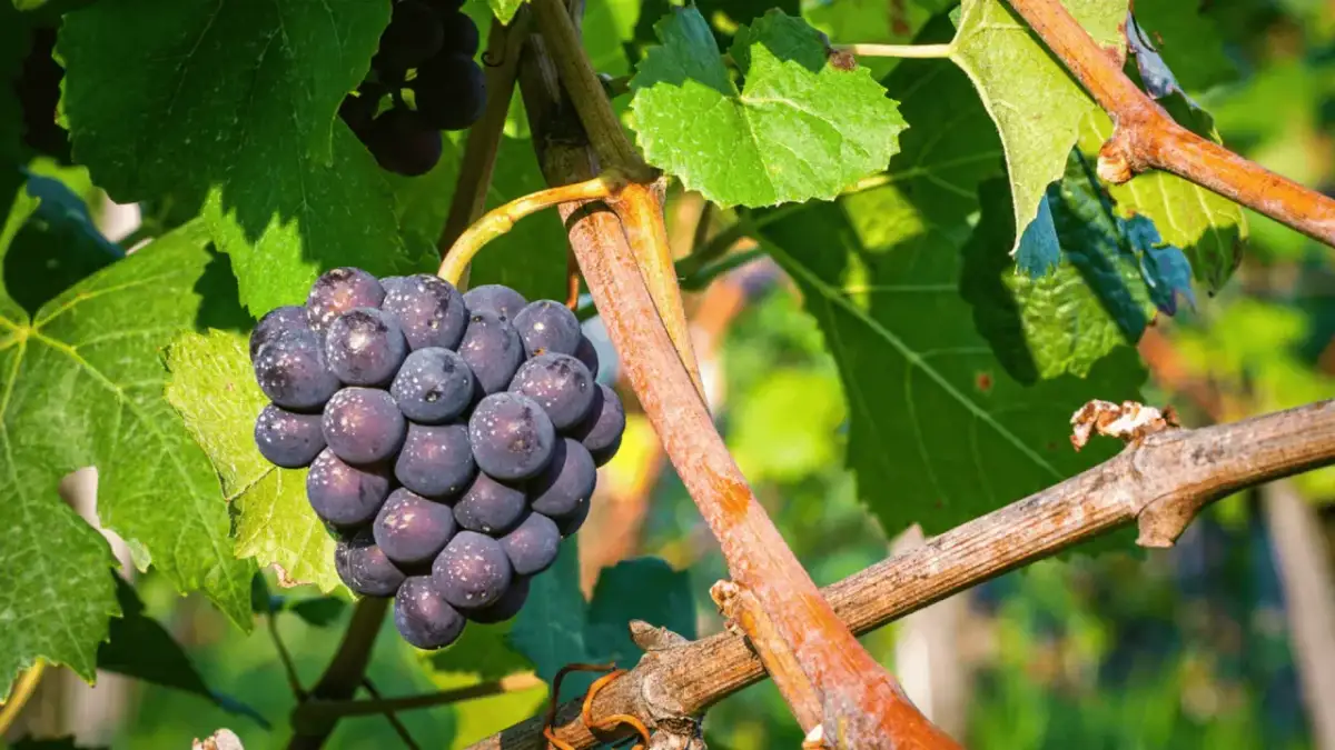 Jak przycinać winogrona, aby uniknąć błędów i uzyskać obfite plony