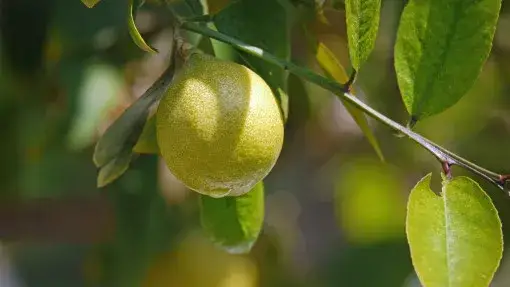 Jaki nawóz do cytrusów? Poznaj najlepsze rodzaje i ich działanie
