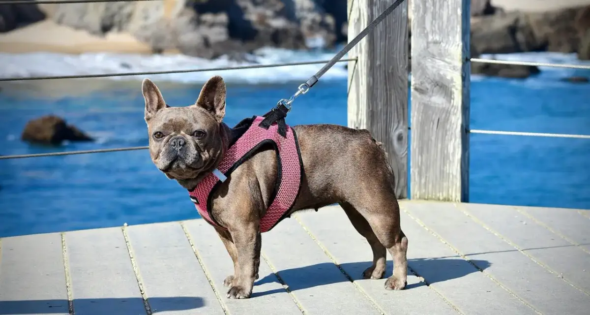 Obroża czy szelki dla szczeniaka - co wybrać dla zdrowia pupila?