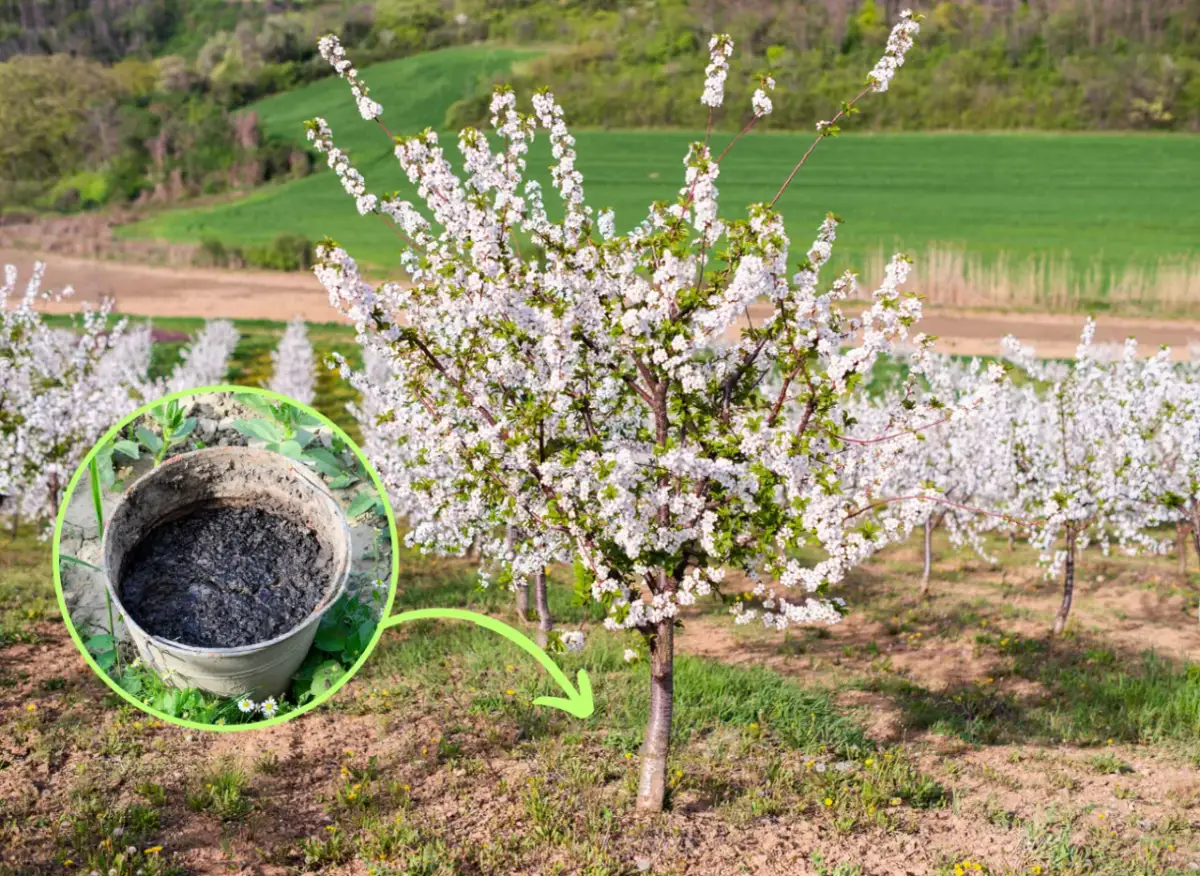 Jakie nawozy na wiosnę do sadu - skuteczne wybory dla drzew owocowych