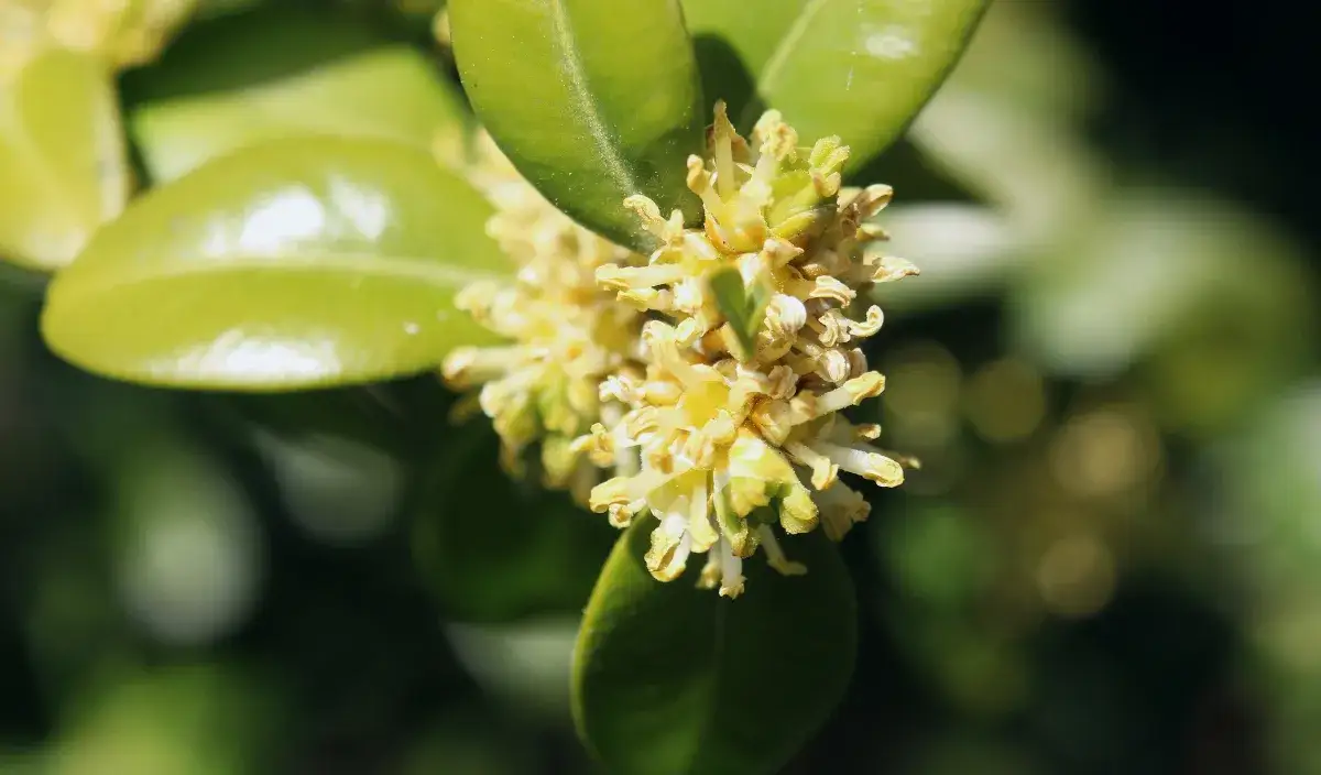 Bukszpan kwitnie? Odkryj jego niepozorne kwiaty i znaczenie