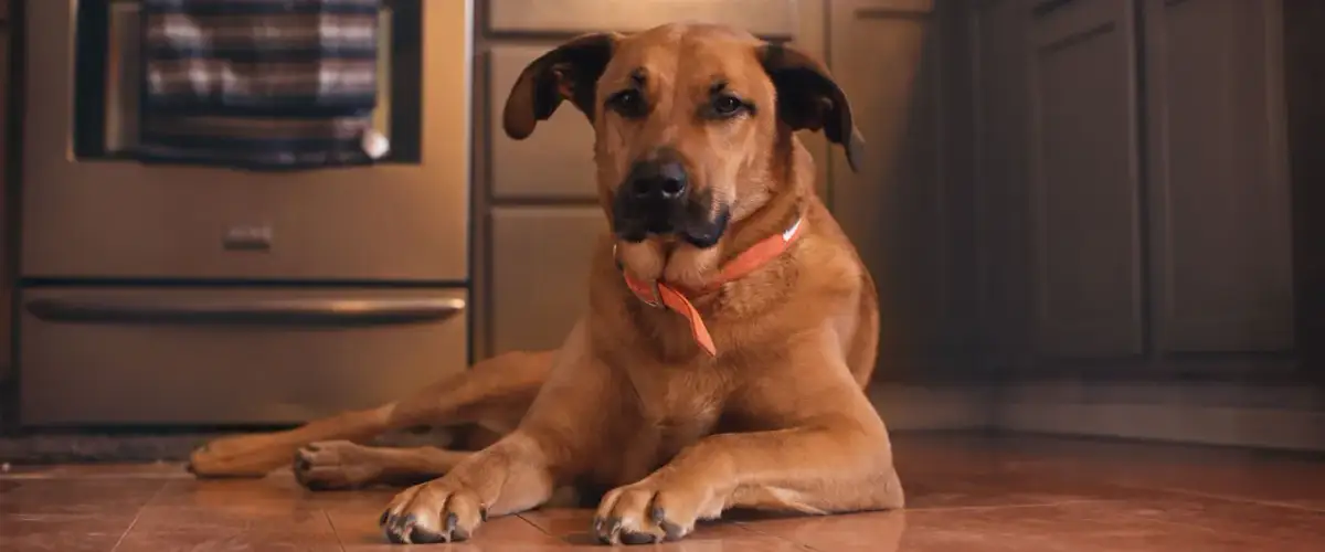 Czy pies może jeść kurkumę? Korzyści i zagrożenia dla zdrowia