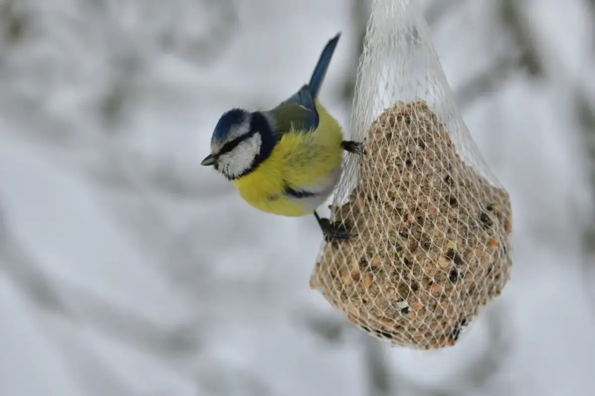 Kule tłuszczowe dla ptaków DIY bez siatki bezpieczny przepis!