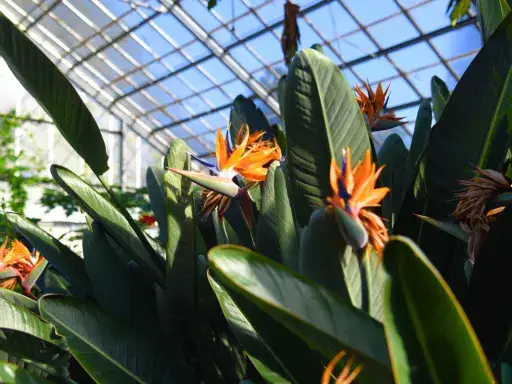 Jaki nawóz do strelicji, aby zapewnić jej piękne kwitnienie?