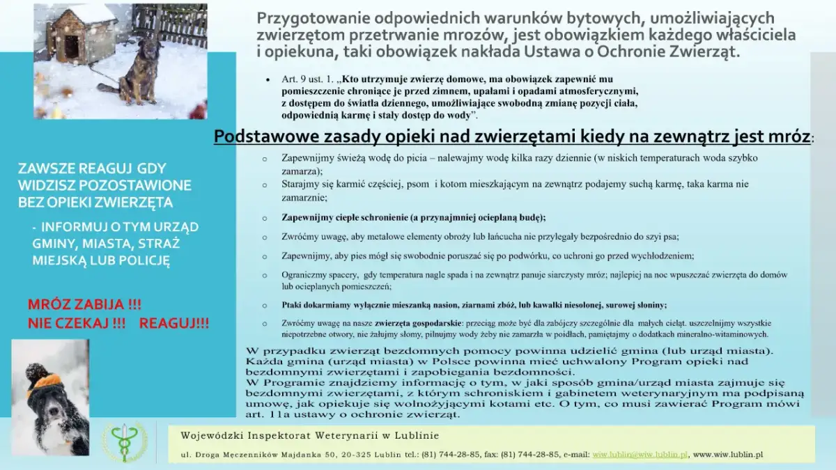 Płochliwy kanarek? Oswajanie krok po kroku: zbuduj trwałe zaufanie