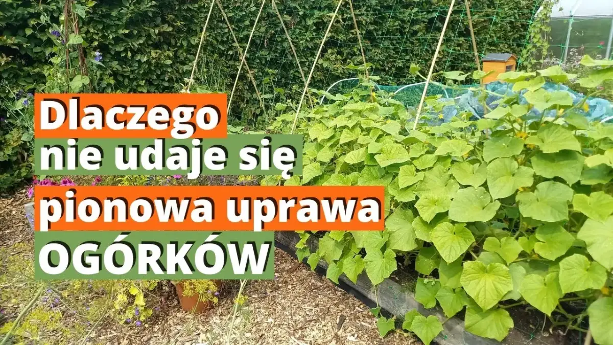 Pionowa uprawa ogórków: Sekrety maksymalnych plonów i miejsca