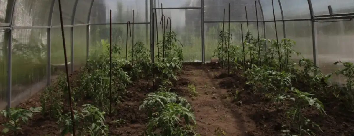 Co sadzić w tunelu foliowym, aby uniknąć najczęstszych błędów?