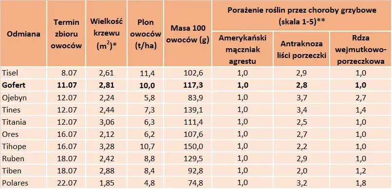 Kiedy sezon na porzeczki? Zbiory, odmiany i przetwory