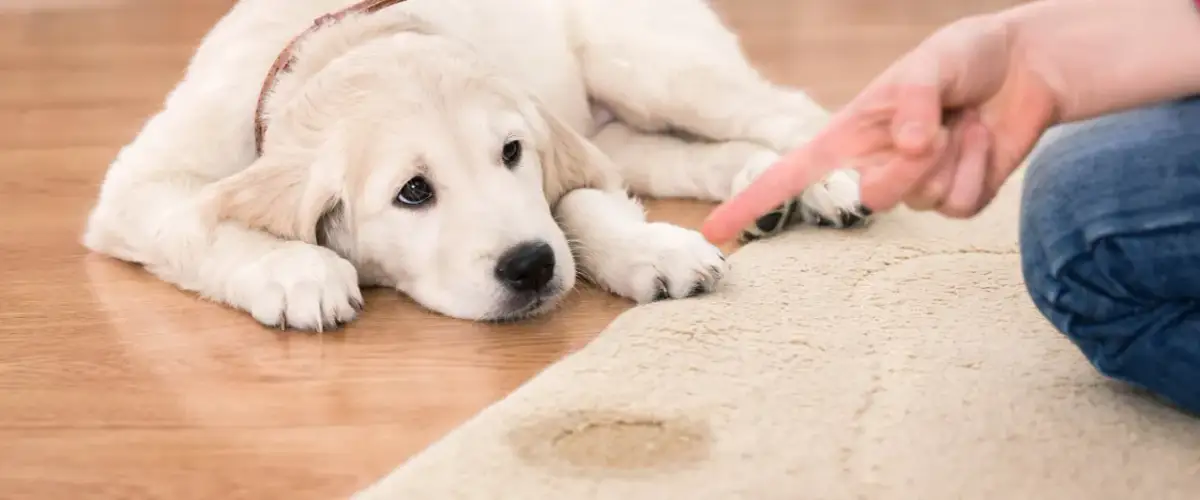 Jak nauczyć szczeniaka sikać na matę? Kompletny poradnik