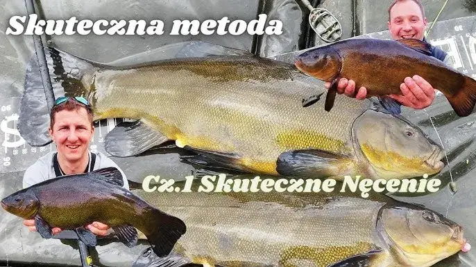 Najskuteczniejsze zanęty na lina: sekrety, które musisz znać