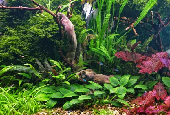 Kiedy dodać ryby do akwarium na ziemi ogrodowej? Kluczowe informacje.