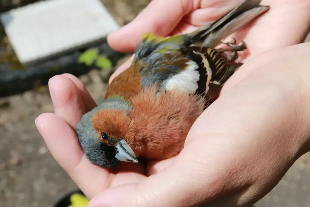 Ptak uderzył w szybę? Szybka pomoc i prewencja krok po kroku.