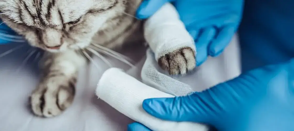 Jak weterynarze po studiach mogą zdobyć wymarzoną pracę?