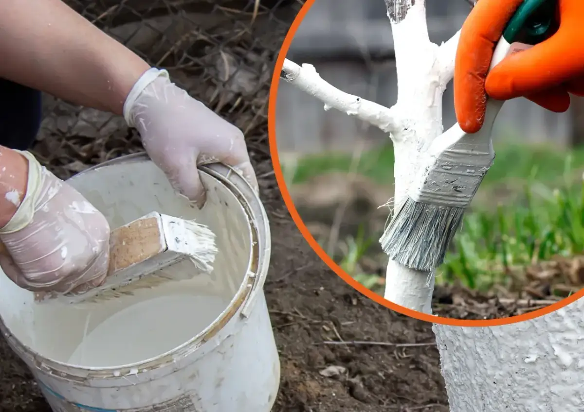 Rękawiczki i pędzel zanurzone w wiadrze z wapnem. Jak przygotować wapno do bielenia drzew, by chronić je zimą.