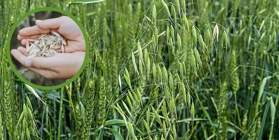 Owies po owsie: czy monokultura jest opłacalna? Ryzyko i porady